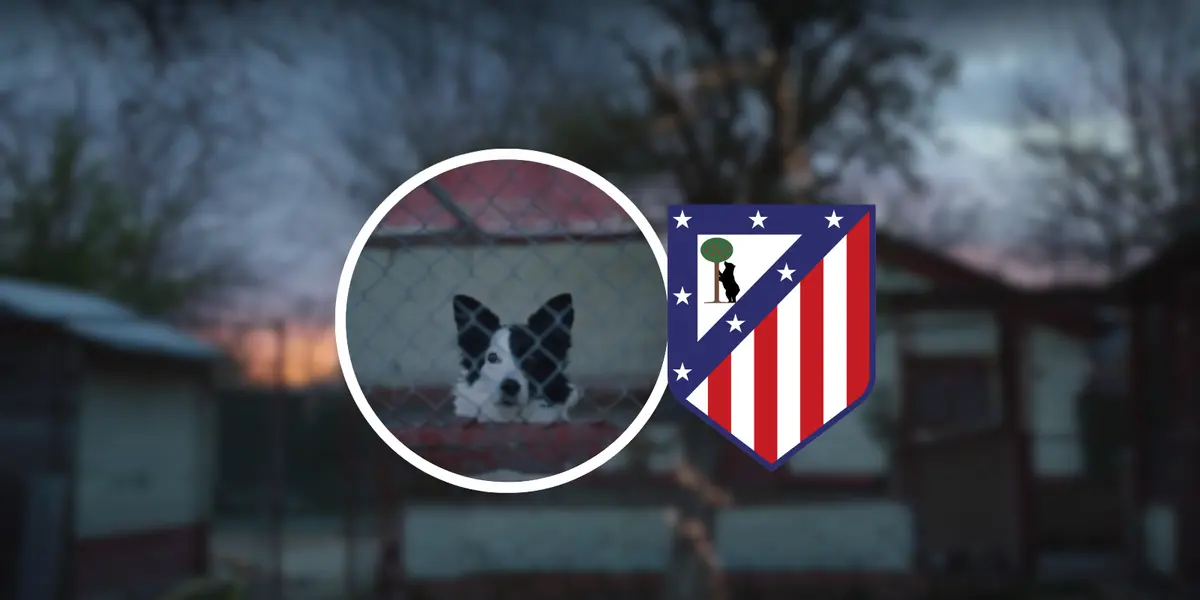 Comandante y Cartón Foto: Atlético de Madrid y Escudoteca